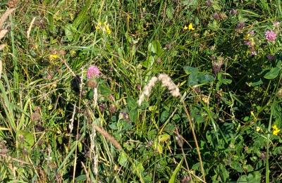 Unterrichtsgang zur Wiese